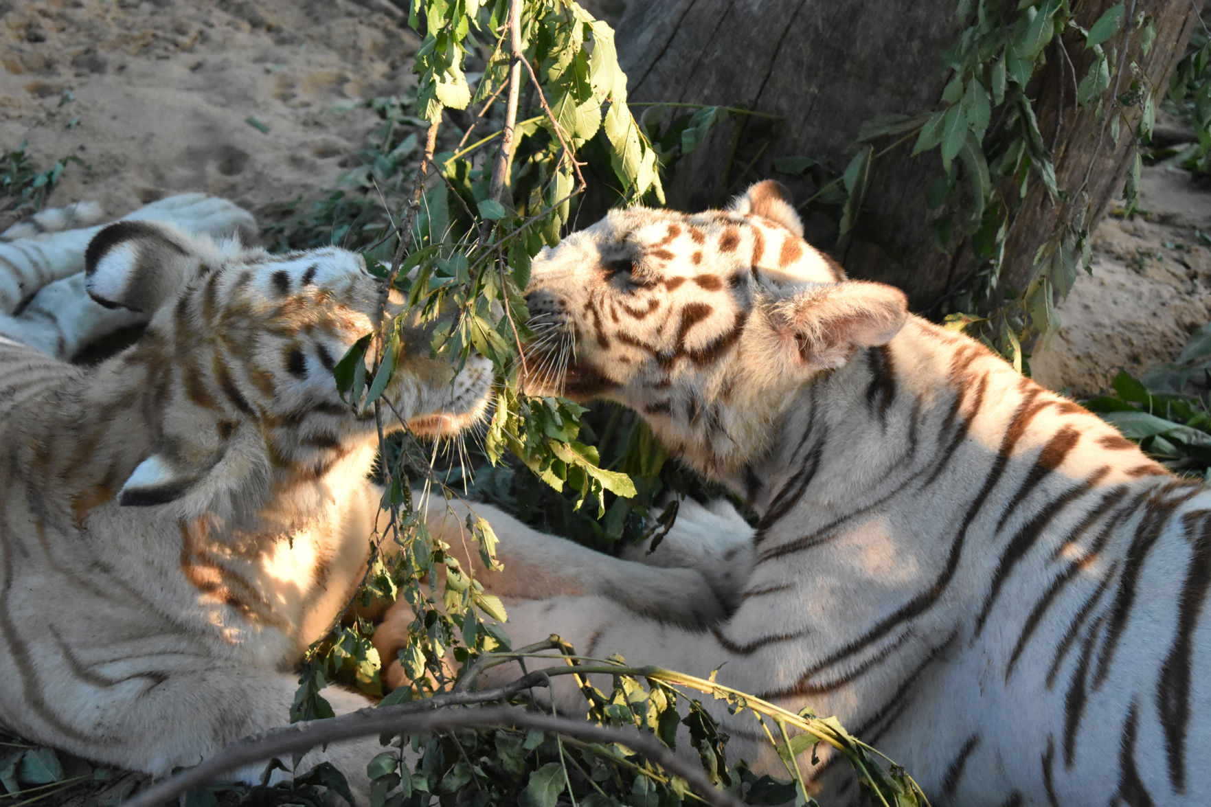Baby tigers wrestle over branch